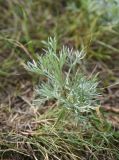 genus Artemisia. Верхушка побега. Челябинская обл., Кыштымский городской округ, оз. Сугомак, северный берег, вершина Голой Сопки, остепнённый участок. 3 июля 2023 г.