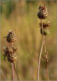 Centaurea scabiosa