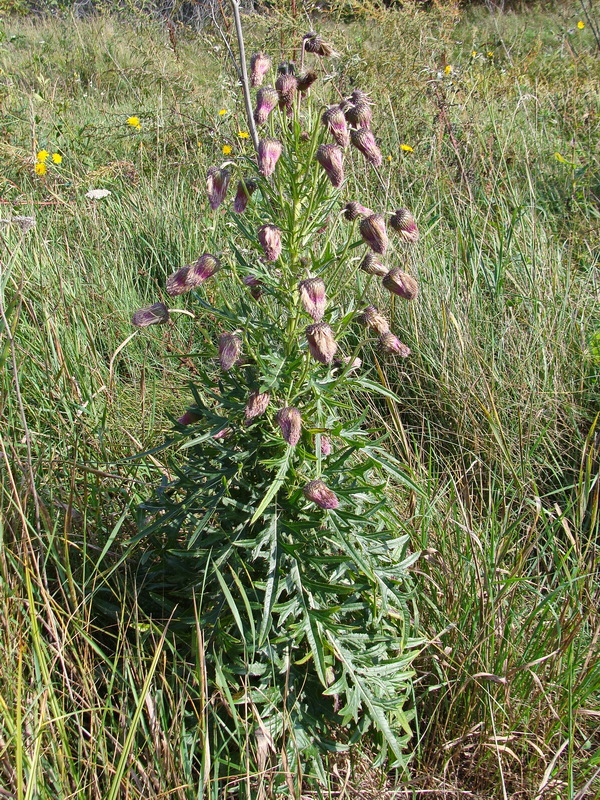 Image of Cirsium pendulum specimen.