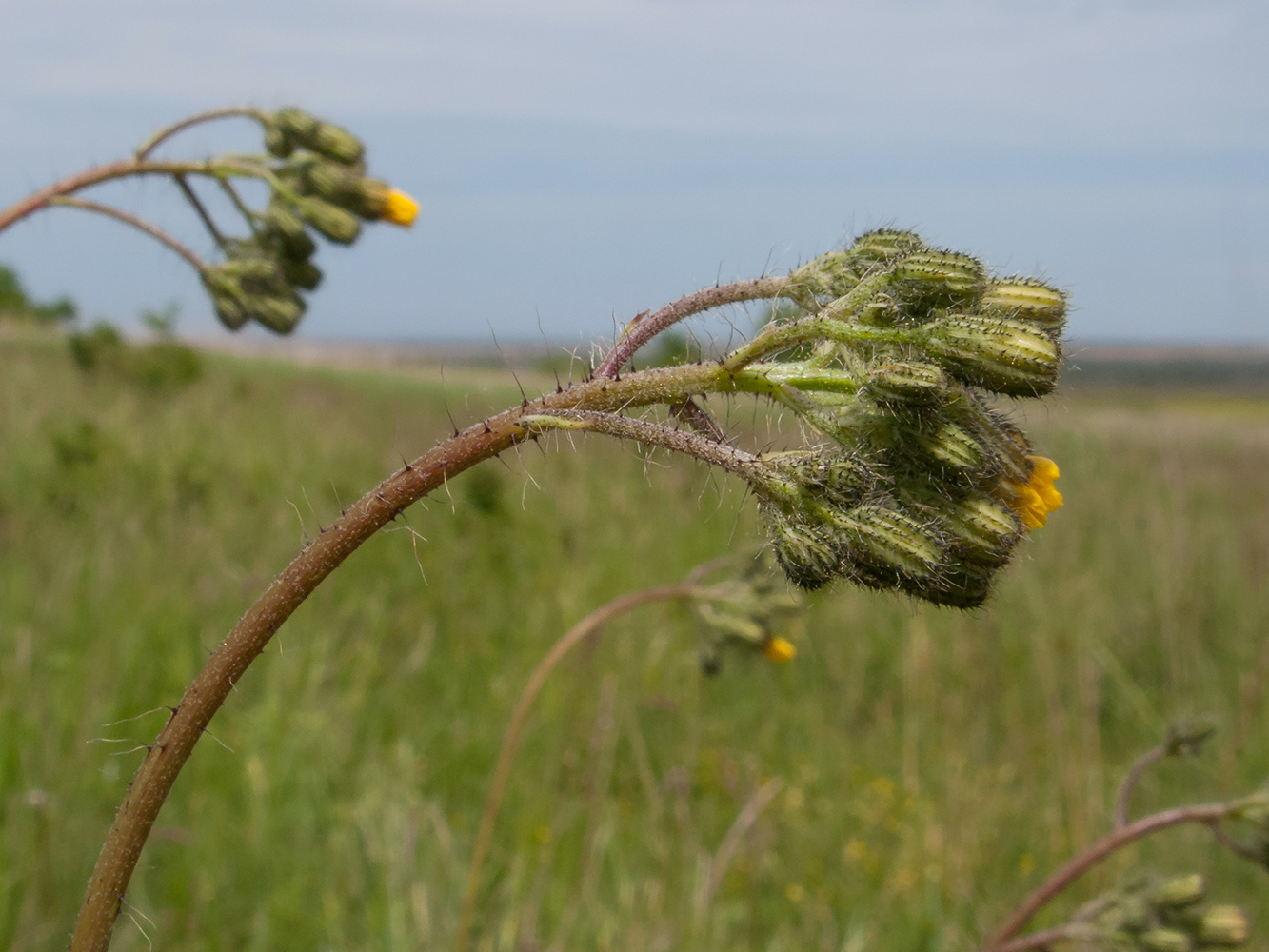 Image of Pilosella &times; auriculoides specimen.