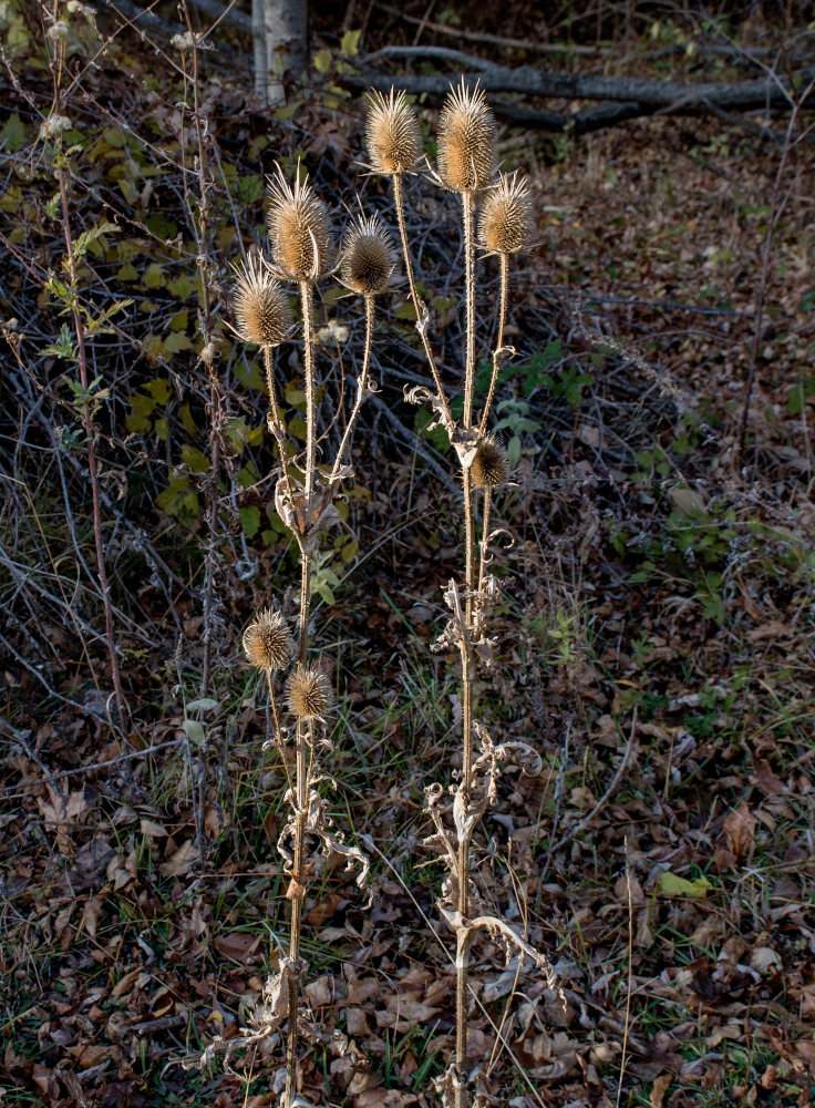 Изображение особи Dipsacus laciniatus.