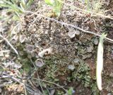 Смотреть изображение Cladonia magyarica