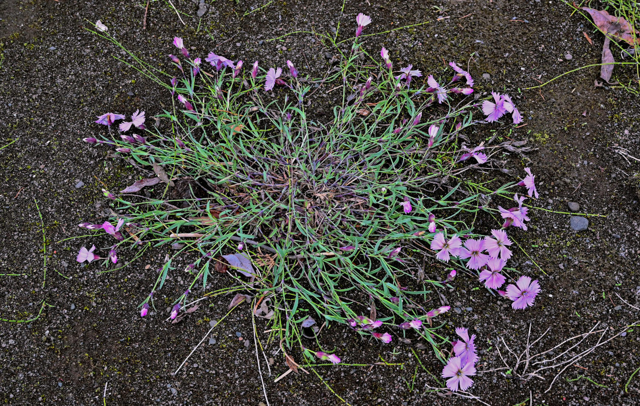 Изображение особи Dianthus repens.