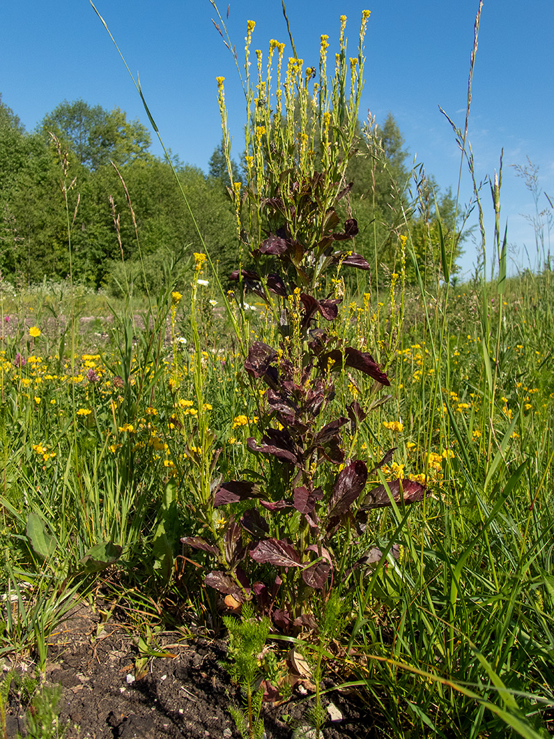 Изображение особи Barbarea stricta.