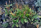 Plantago camtschatica