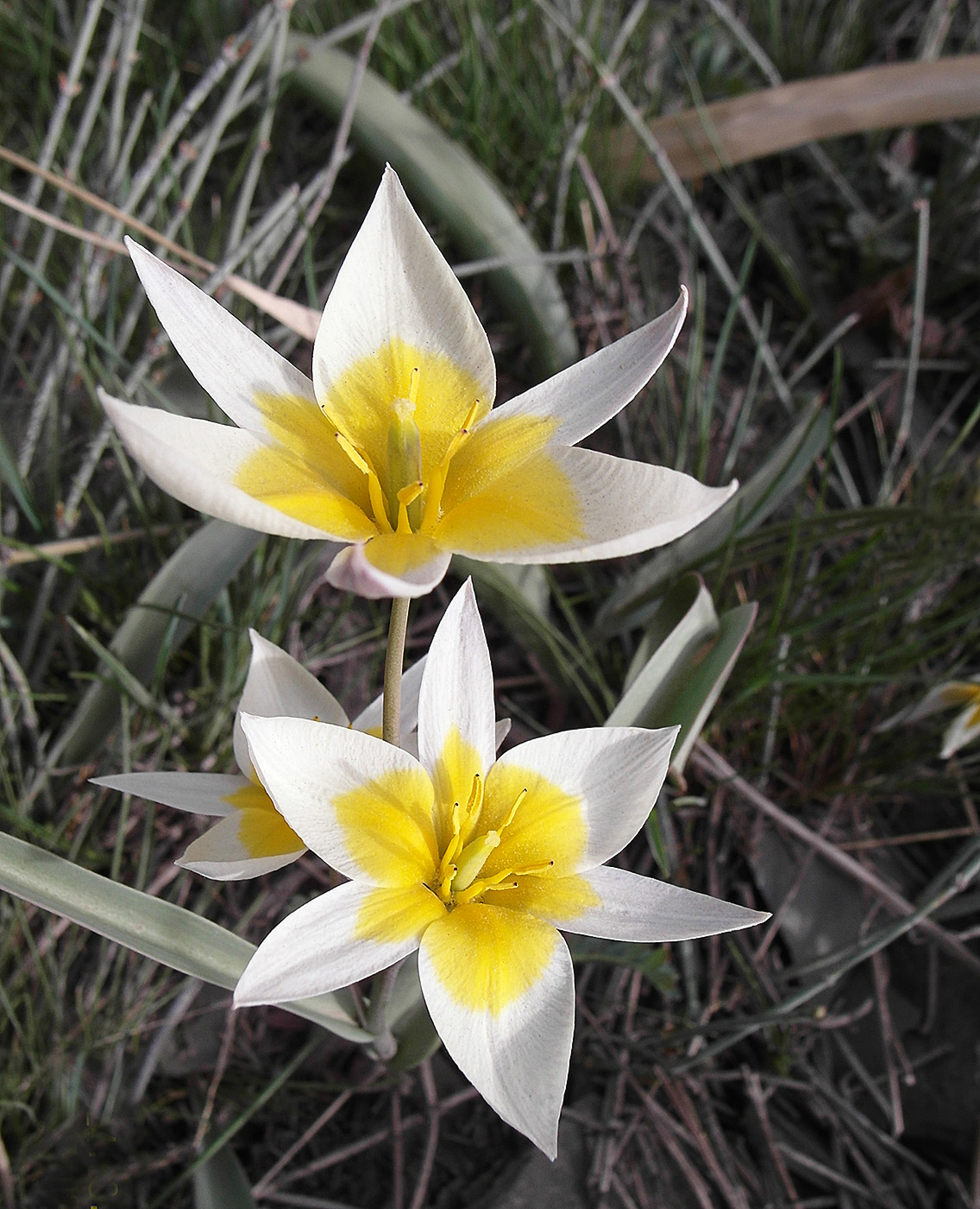 Image of Tulipa orthopoda specimen.