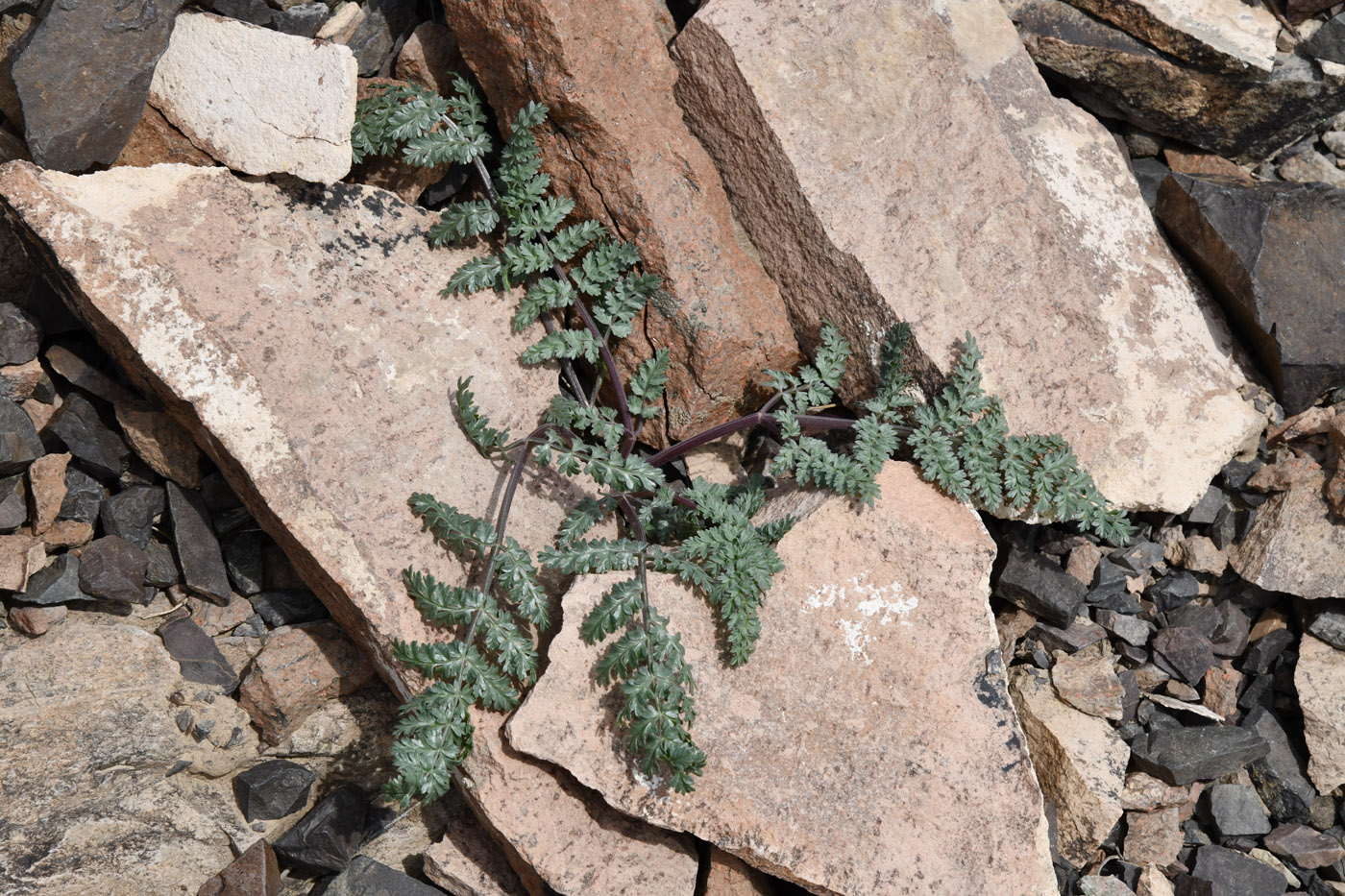 Image of Ferula kelleri specimen.