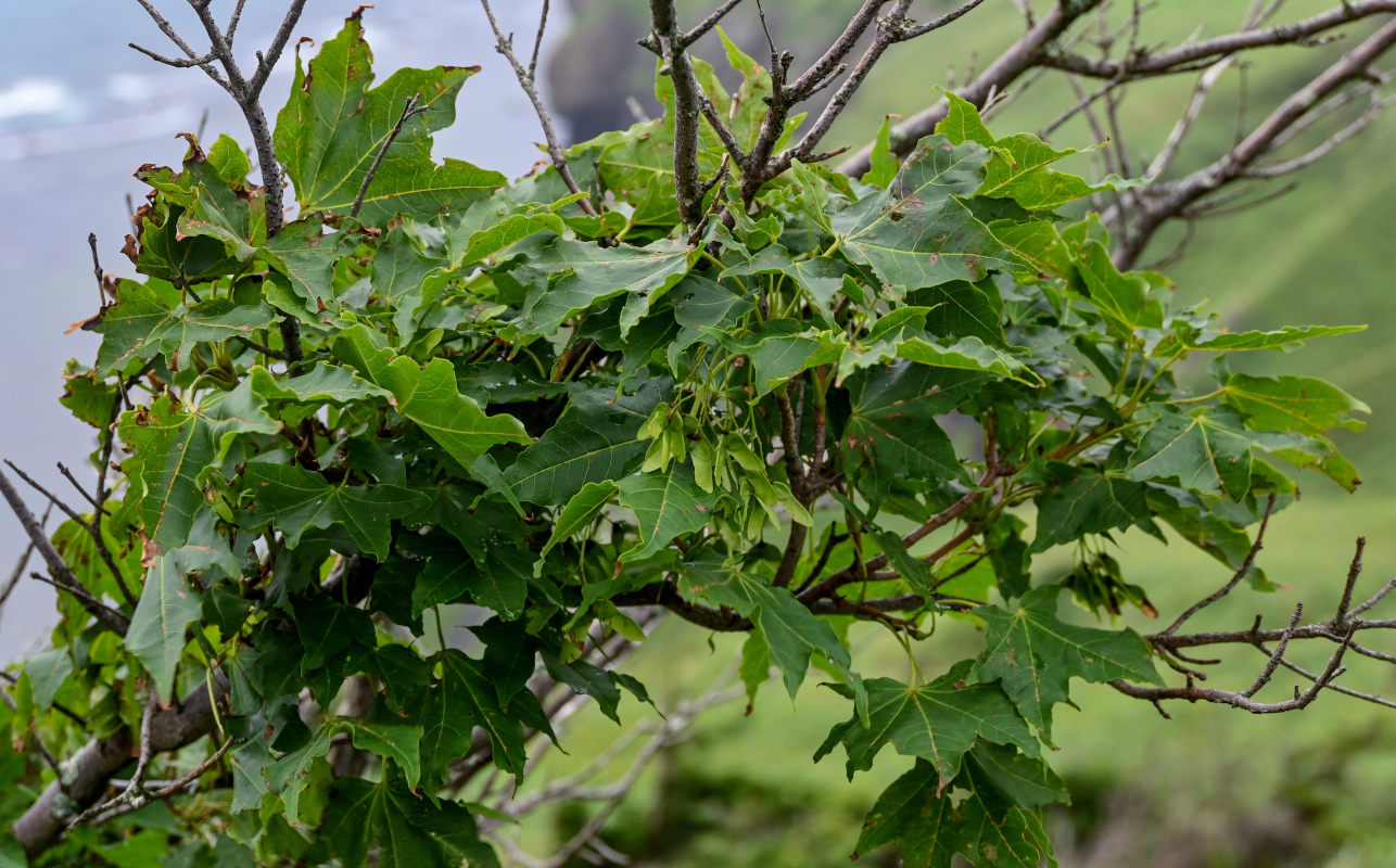 Image of Acer mayrii specimen.