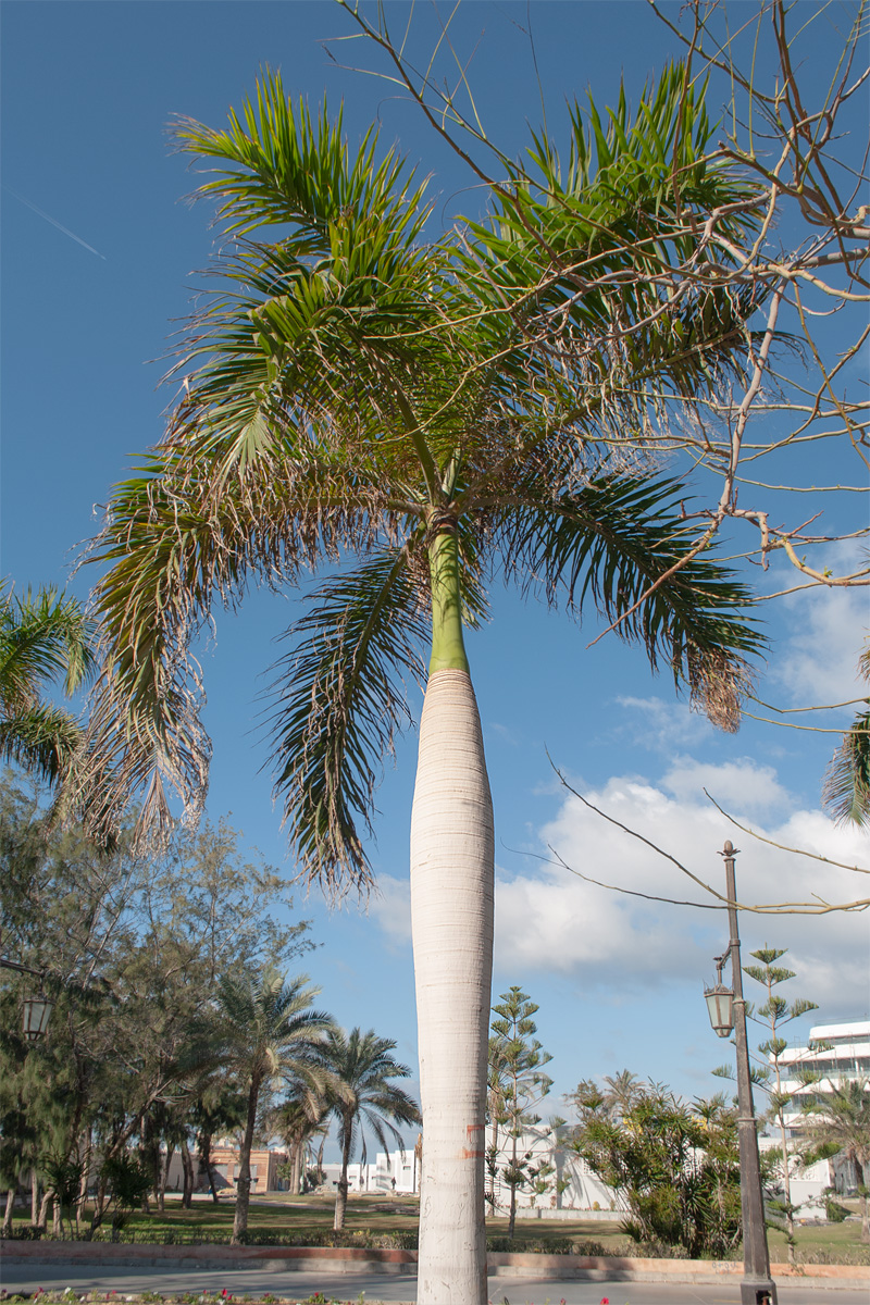 Image of Roystonea regia specimen.