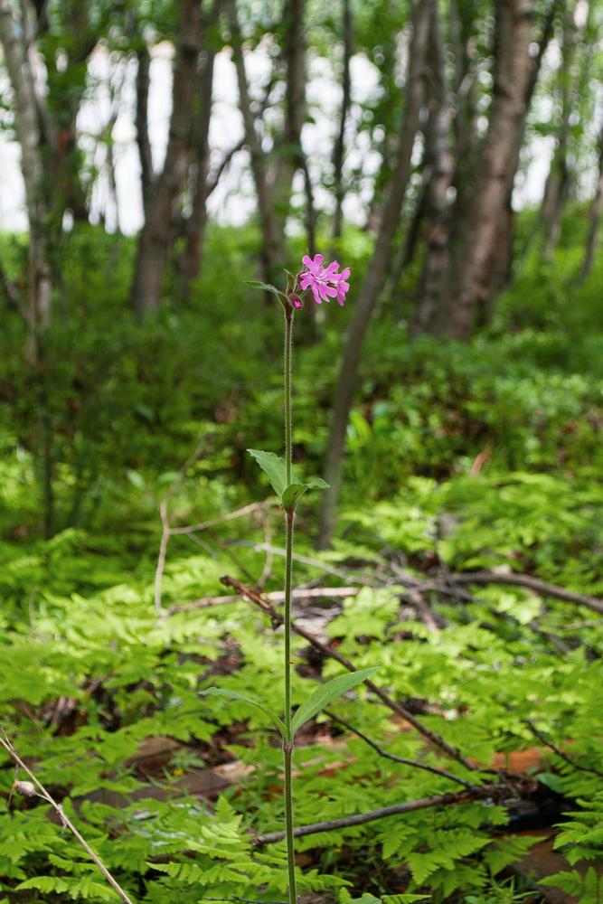 Изображение особи Melandrium dioicum.