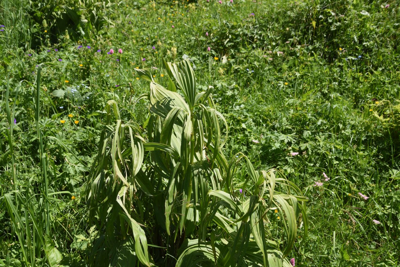 Изображение особи Veratrum lobelianum.