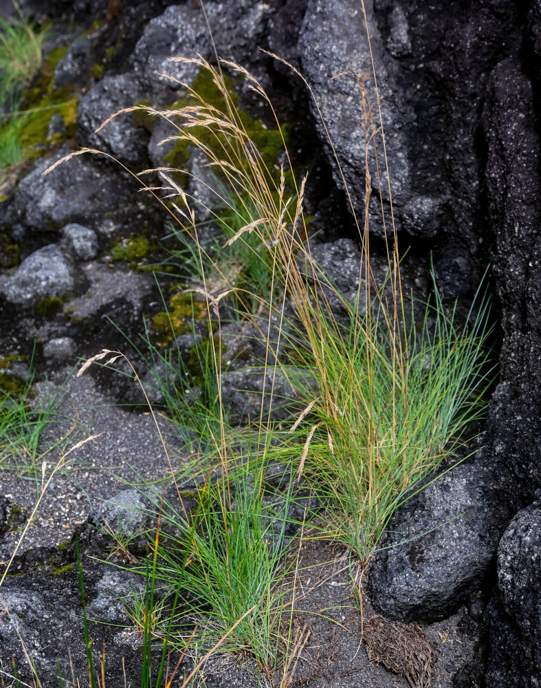 Изображение особи семейство Poaceae.