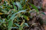 Persicaria lapathifolia. Верхушки побегов с соцветиями. Московская обл., Пушкинский гор. округ, северо-восточное побережье Учинского водохранилища, окраина песчаного пляжа. 27.07.2024.