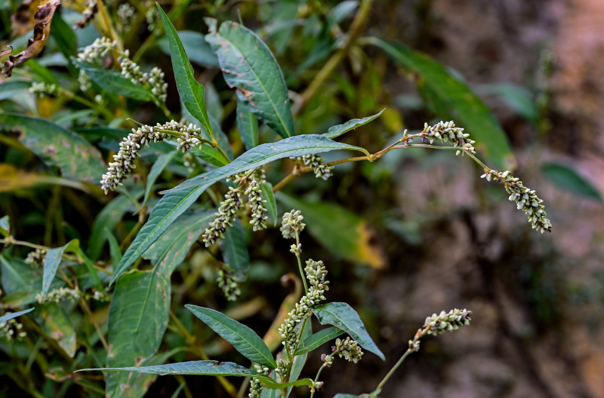 Изображение особи Persicaria lapathifolia.