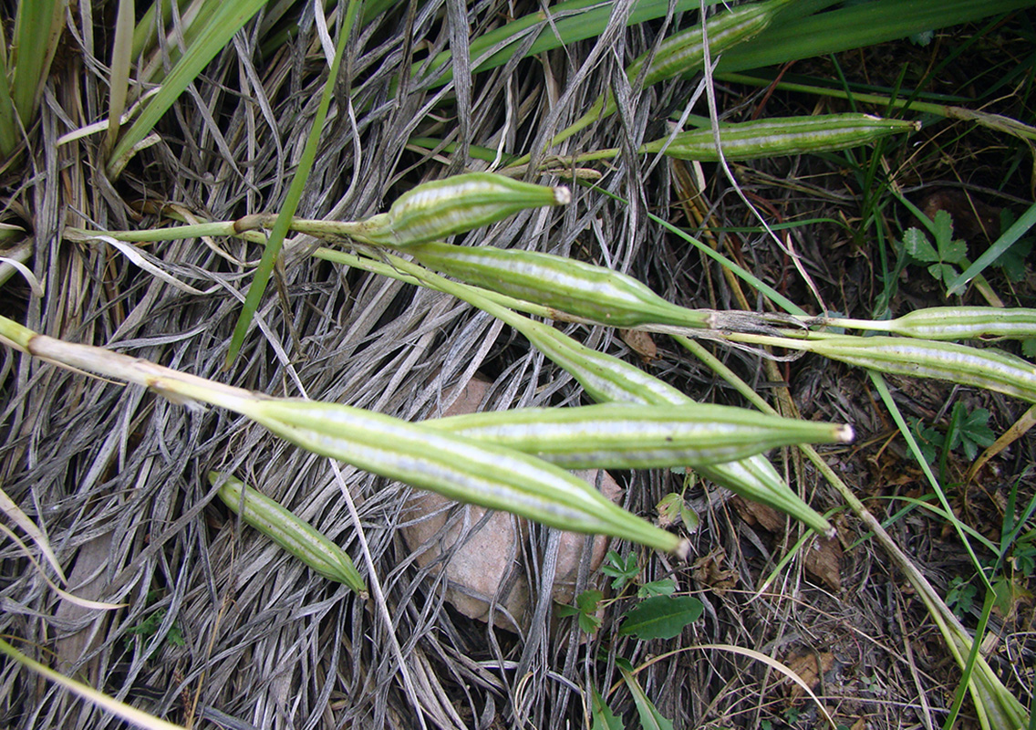 Image of Iris oxypetala specimen.