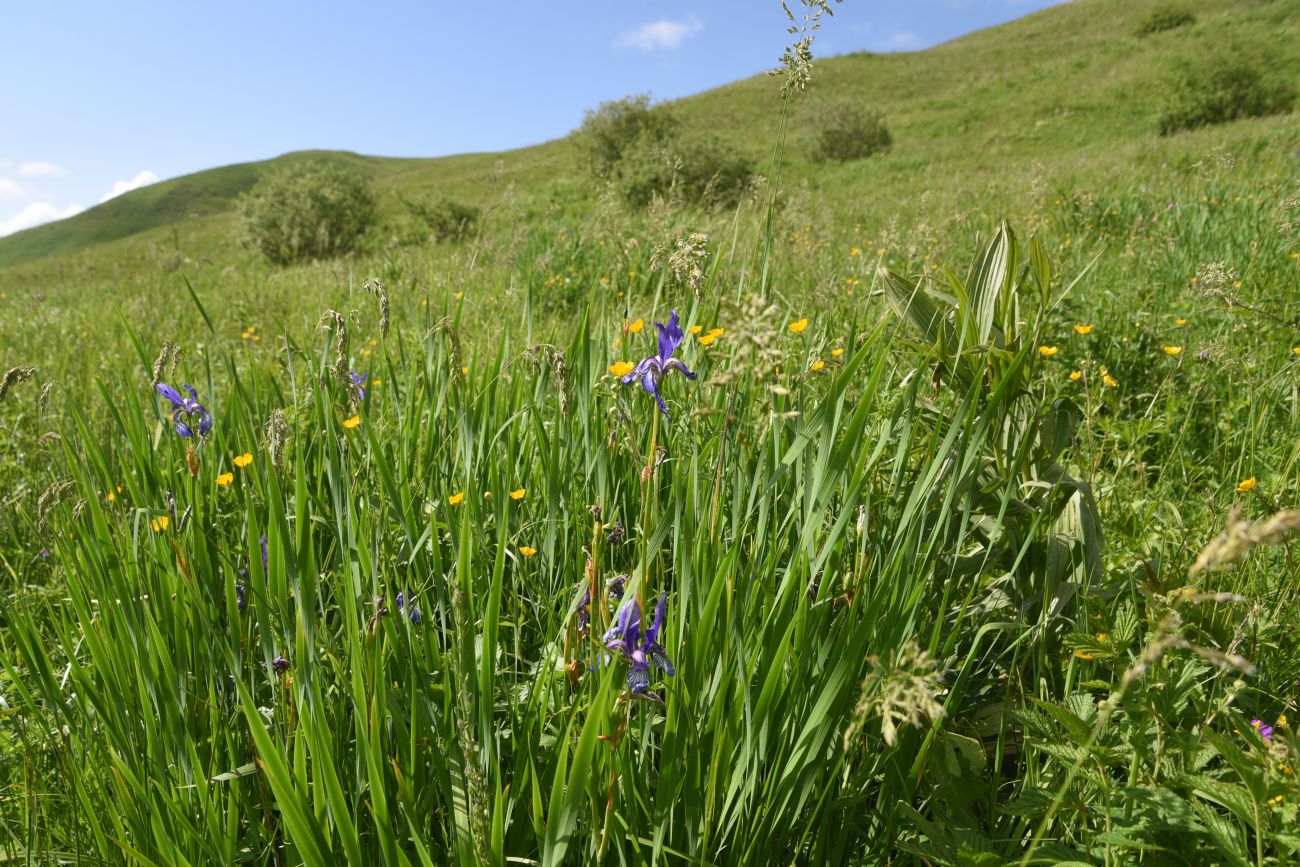 Image of Iris sibirica specimen.