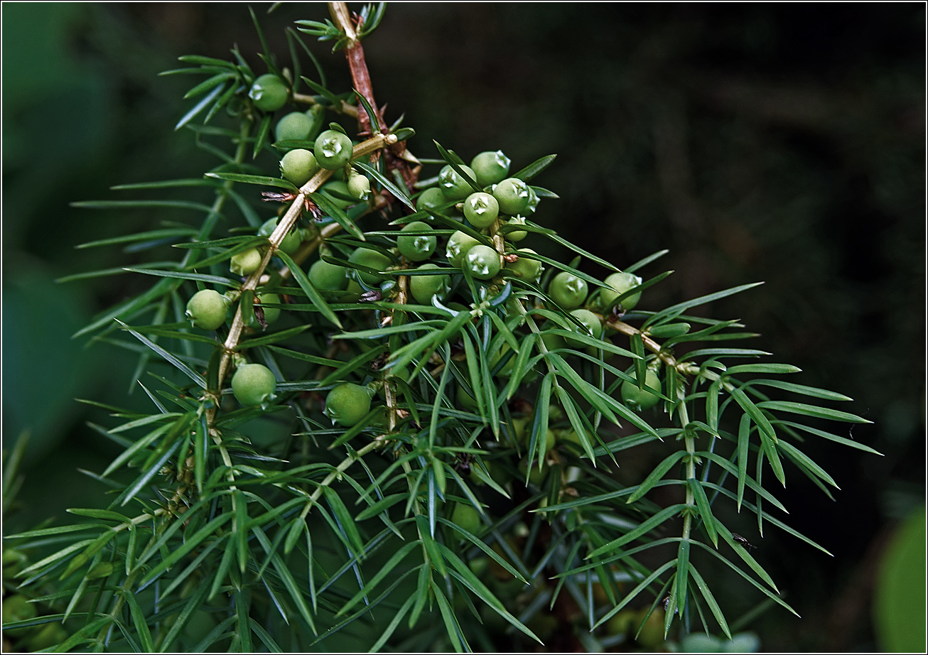 Изображение особи Juniperus communis.