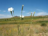 Dianthus ramosissimus. Верхушка цветущего растения. Казахстан, Восточно-Казахстанская обл., Уланский р-н, Калбинское нагорье, массив Айыртау, степь на гранитной крошке. 29 июня 2024 г.