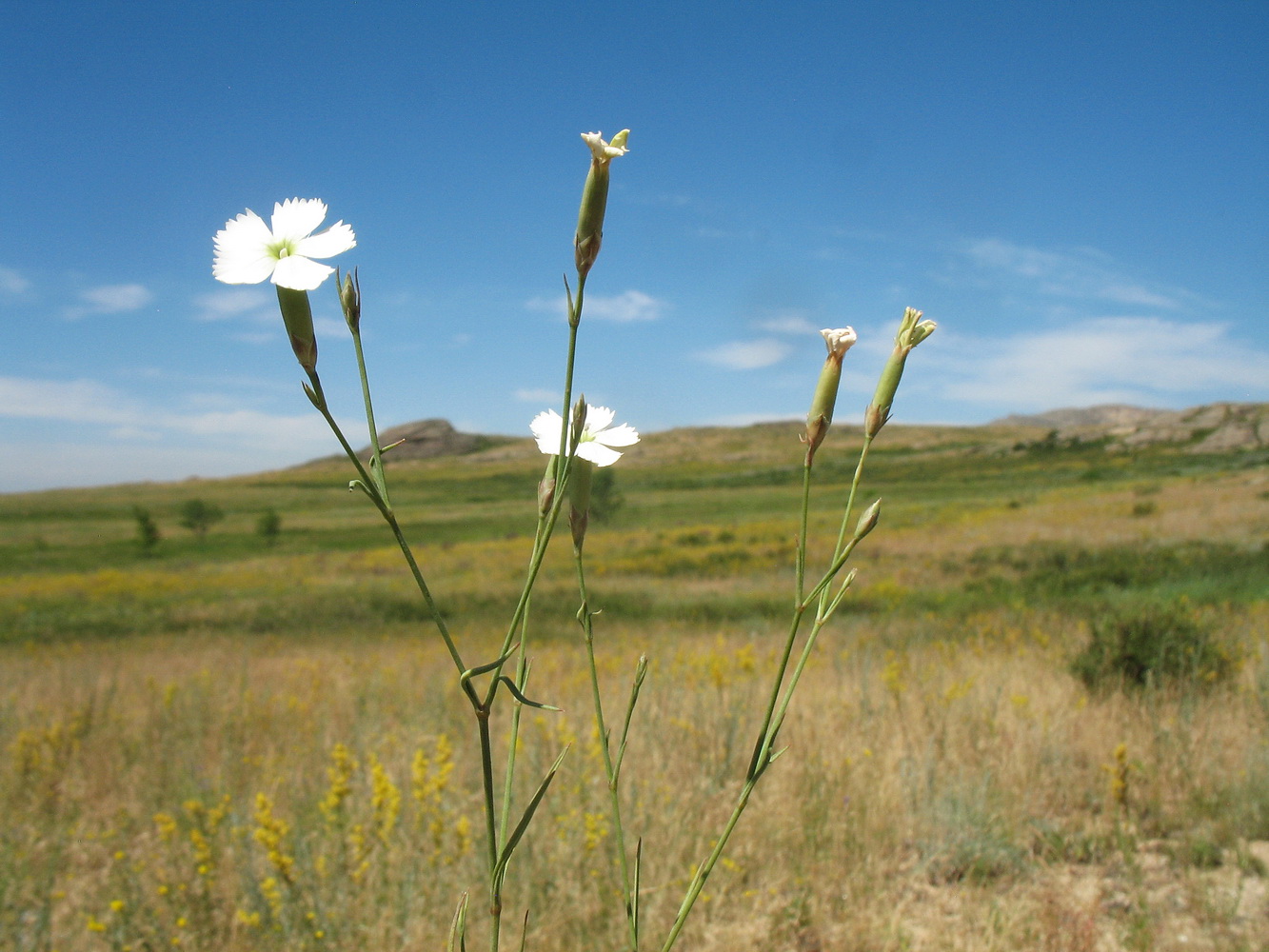 Изображение особи Dianthus ramosissimus.