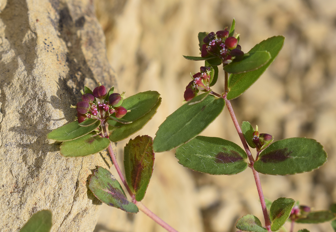 Image of Euphorbia nutans specimen.