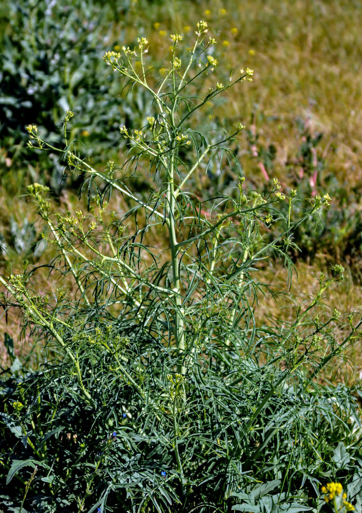 Изображение особи Sisymbrium altissimum.