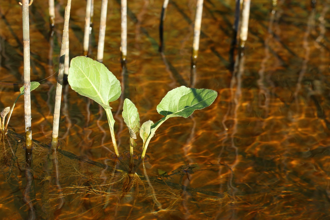 Image of Rorippa amphibia specimen.