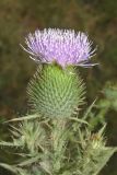 Cirsium vulgare. Соцветие (вид сбоку). Узбекистан, Андижанская обл., Асакинский р-н, Асакинское лесное хозяйство, берег р. Аравансай. 12.07.2021.