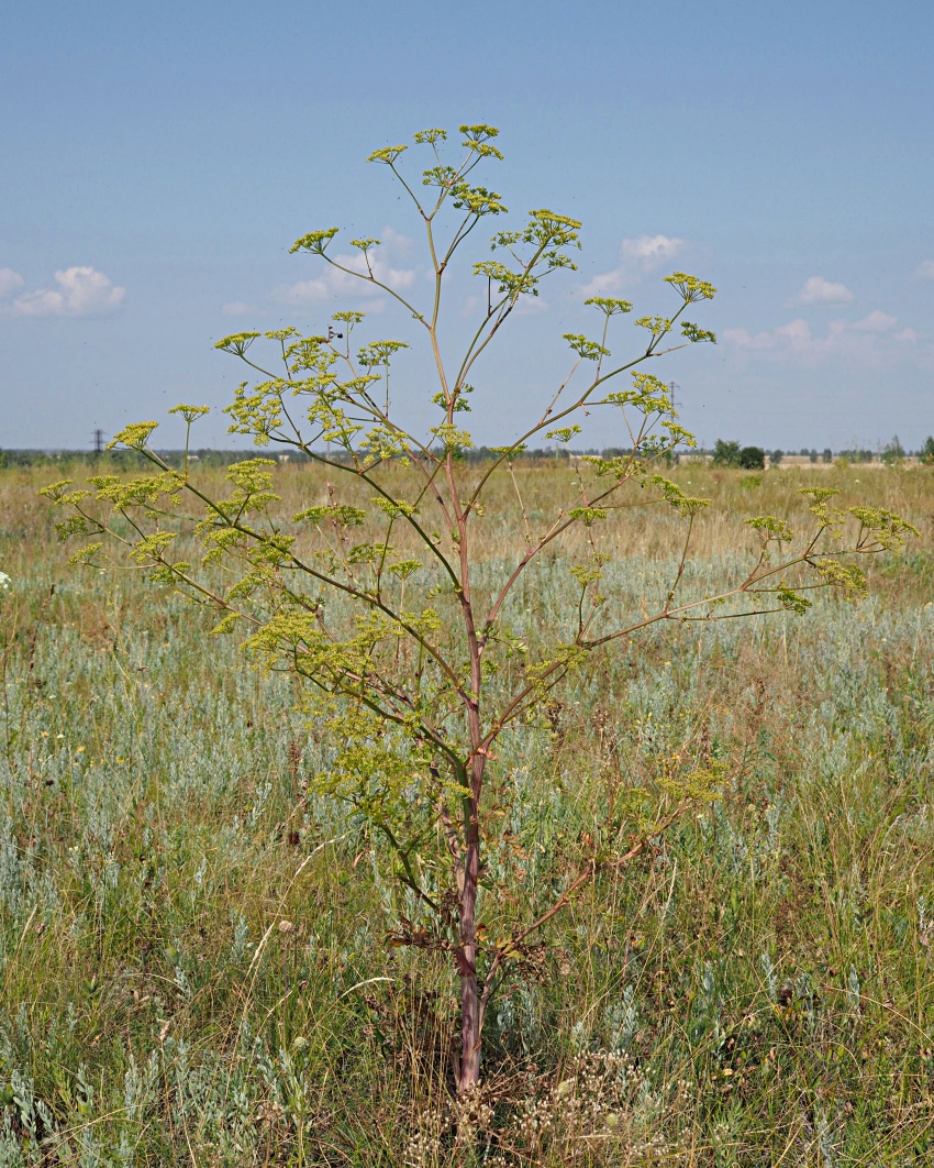 Image of Xanthoselinum alsaticum specimen.