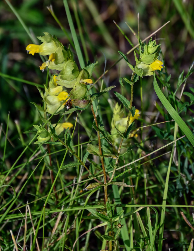 Image of genus Rhinanthus specimen.