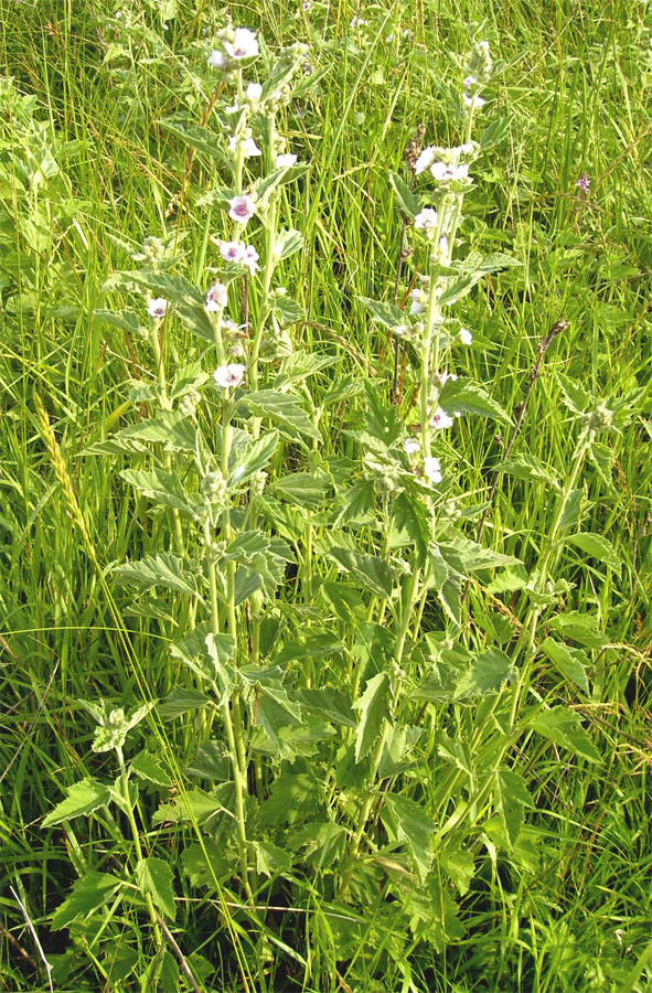 Изображение особи Althaea officinalis.