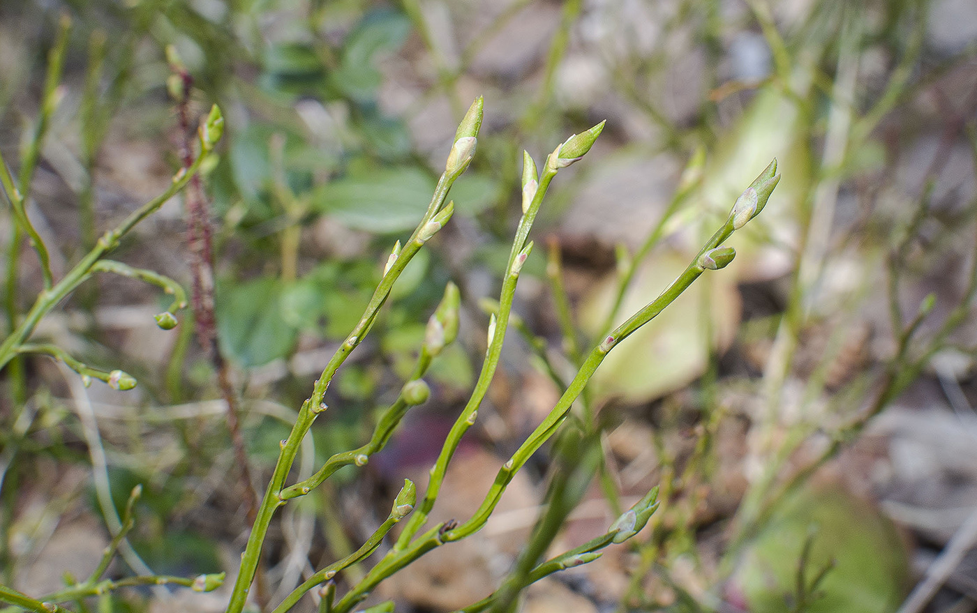 Изображение особи Vaccinium myrtillus.