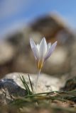 Crocus tauricus