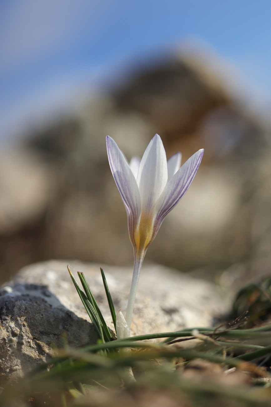 Image of Crocus tauricus specimen.