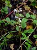 Pyrola rotundifolia