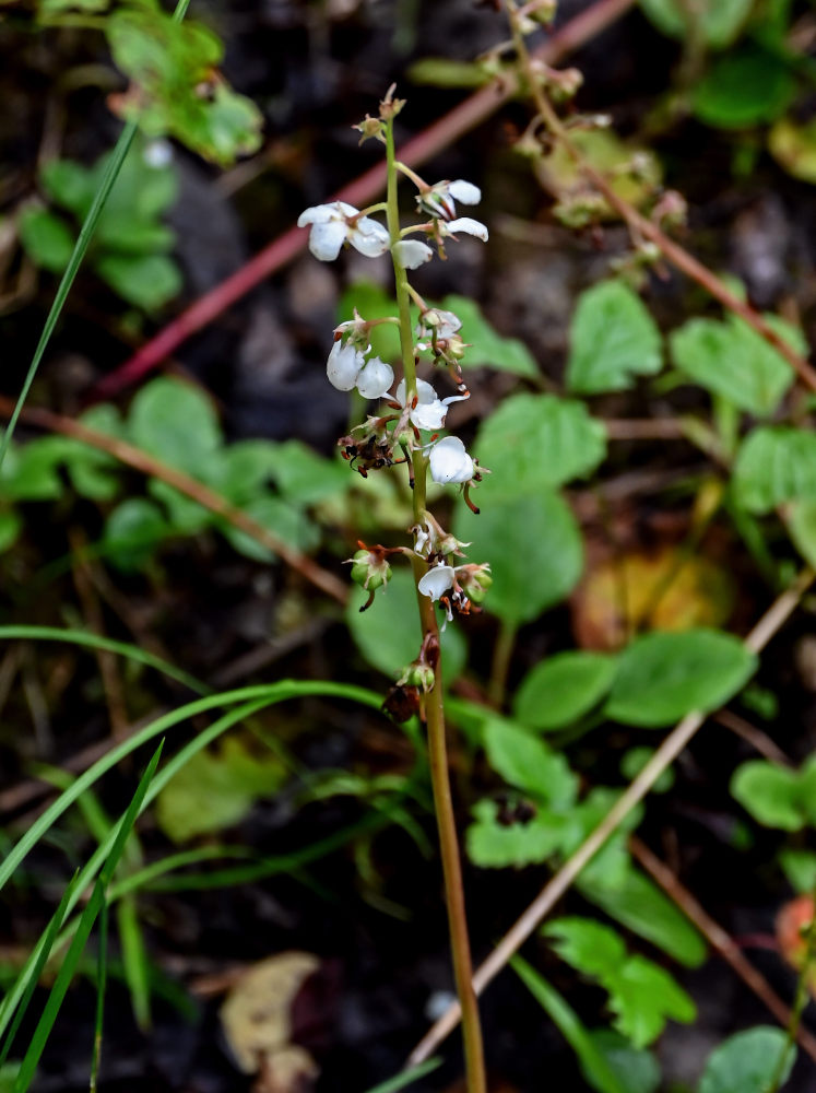 Изображение особи Pyrola rotundifolia.