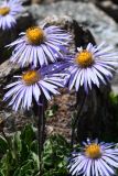 Erigeron heterochaeta