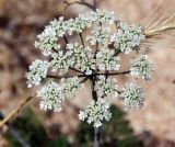 Astrodaucus littoralis. Соцветие. Республика Крым, Ленинский р-н, окр. с. Курортное, западная часть бухты Морской Пехоты, песчано-ракушечный пляж. 12.06.2021.