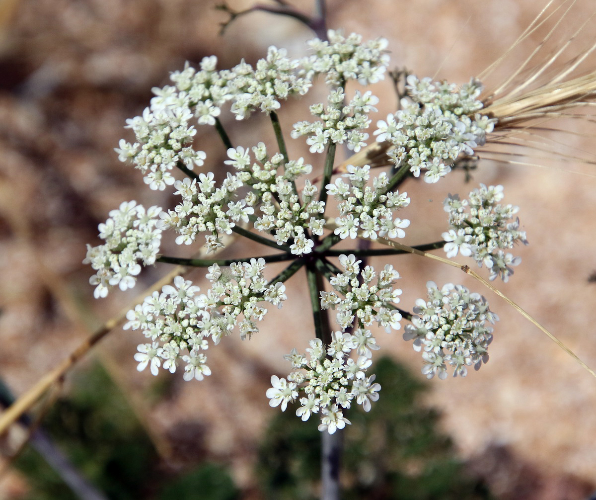 Image of Astrodaucus littoralis specimen.