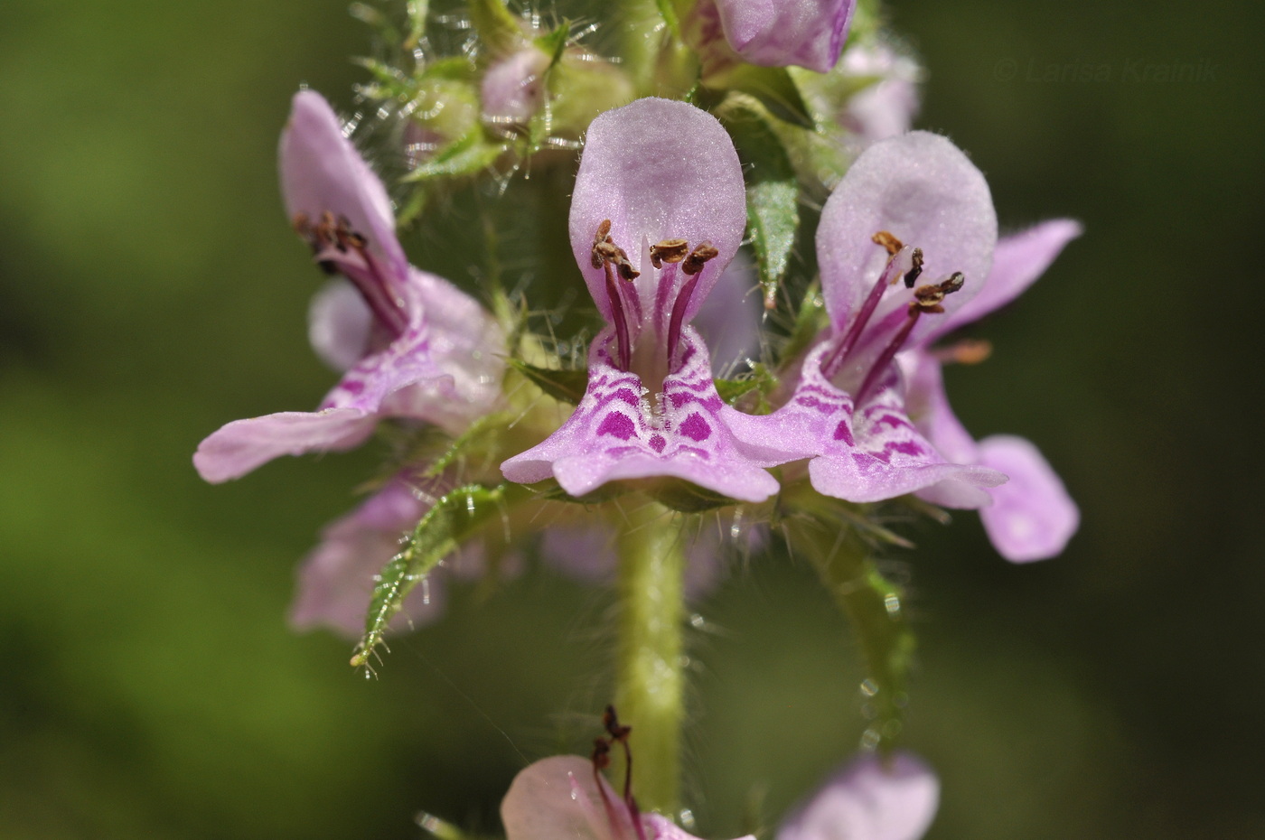 Image of Stachys aspera specimen.