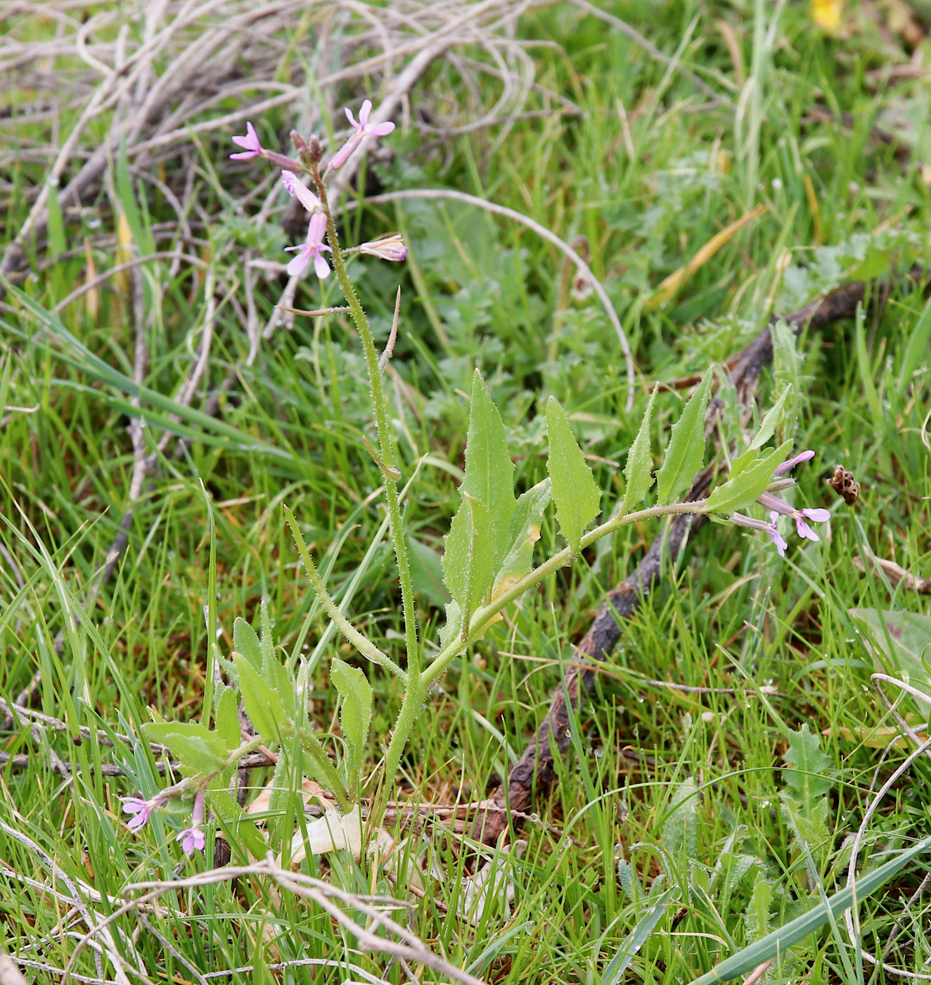 Image of Chorispora tenella specimen.
