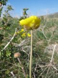 Смотреть изображение Ranunculus czimganicus