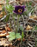 Смотреть изображение Pulsatilla chinensis
