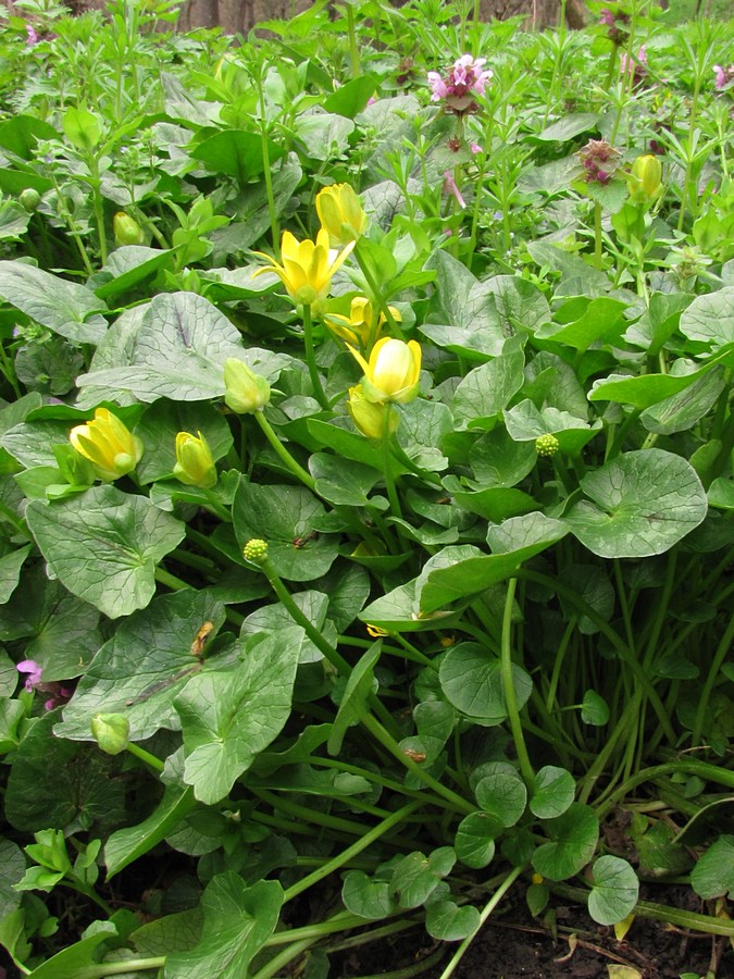 Image of Ficaria calthifolia specimen.