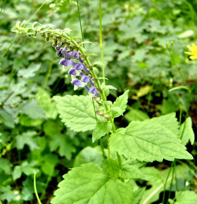 Изображение особи Scutellaria altissima.