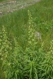 View full-size image Scrophularia orientalis