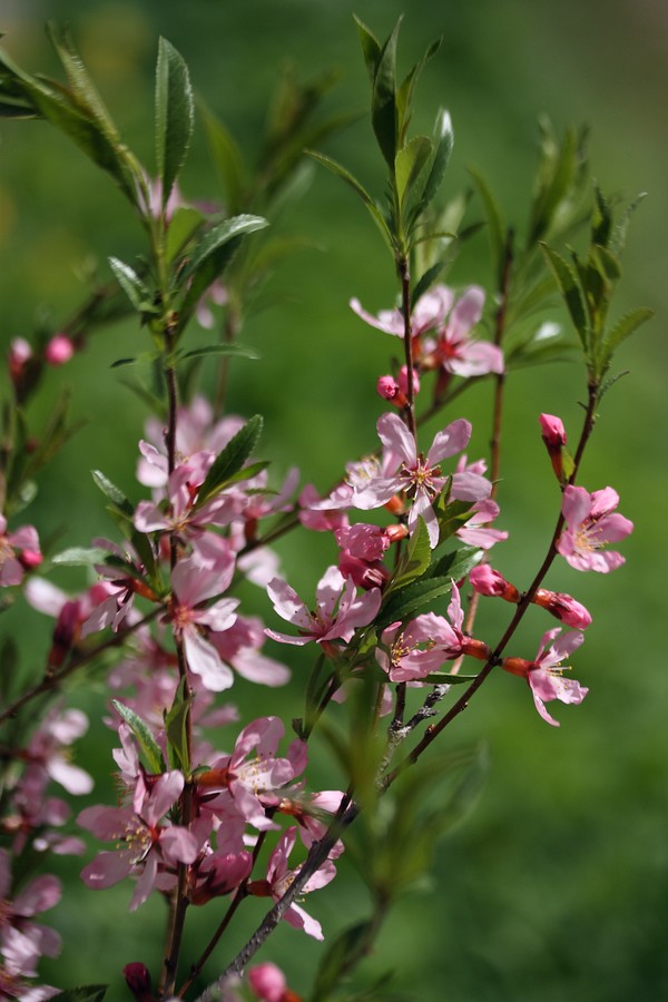 Изображение особи Amygdalus nana.