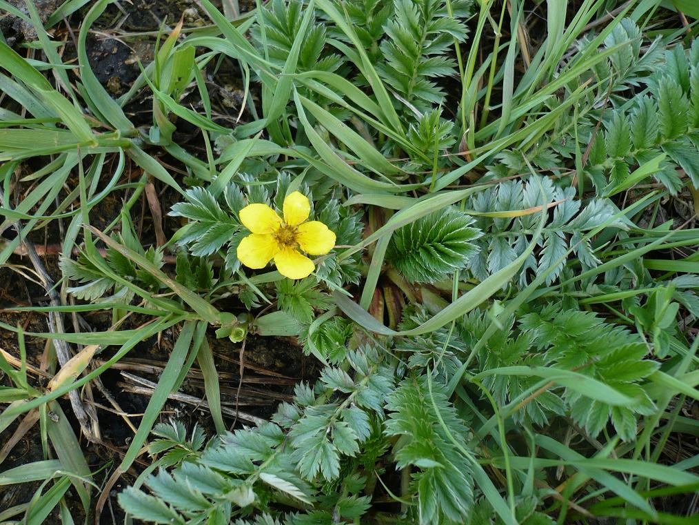 Изображение особи Potentilla anserina.