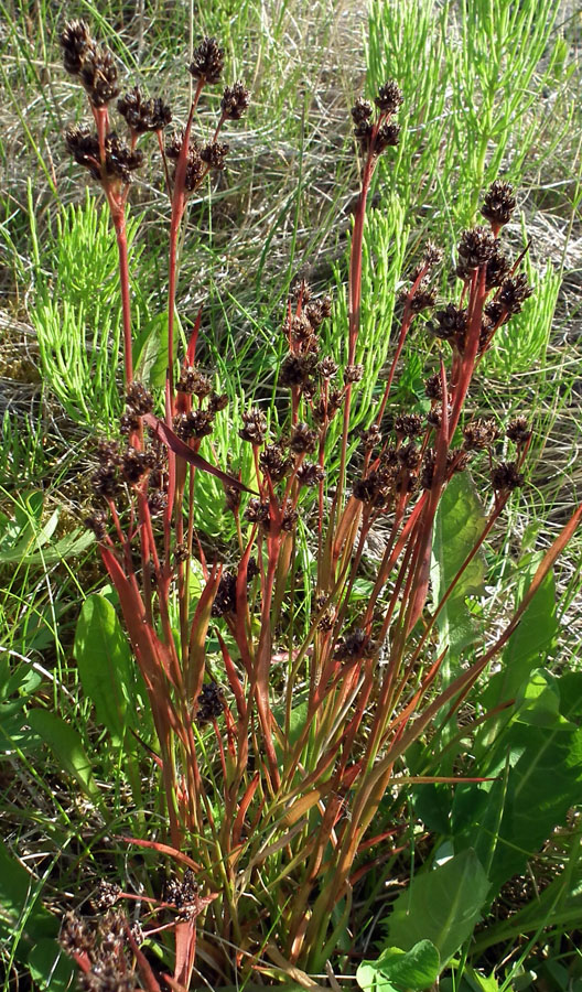 Изображение особи Luzula multiflora ssp. frigida.