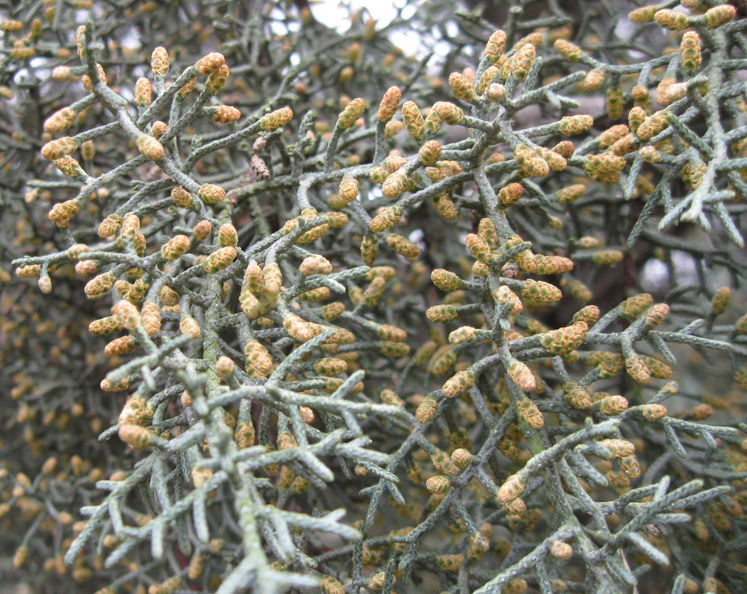 Image of Cupressus arizonica specimen.