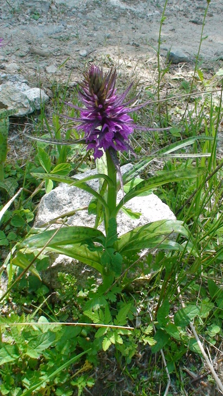 Изображение особи Dactylorhiza euxina.